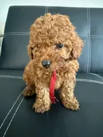 Pepper, a male Poodle - Miniature  and Miniature Goldendoodle for sale in Richmond, VA – 5 of 7