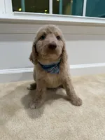 CREAM BOY, a male Goldendoodle for sale in Richmond, VA – 2 of 4