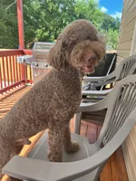 Teddy, a male Poodle - Standard  for sale in Richmond, VA – 10 of 10