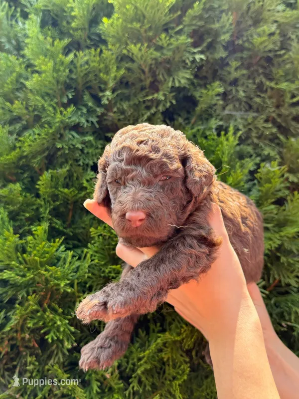CHOCOLATE BOY – Goldendoodle puppy for sale in Richmond, VA