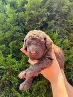 CHOCOLATE BOY, a male Goldendoodle for sale in Richmond, VA – 1 of 1