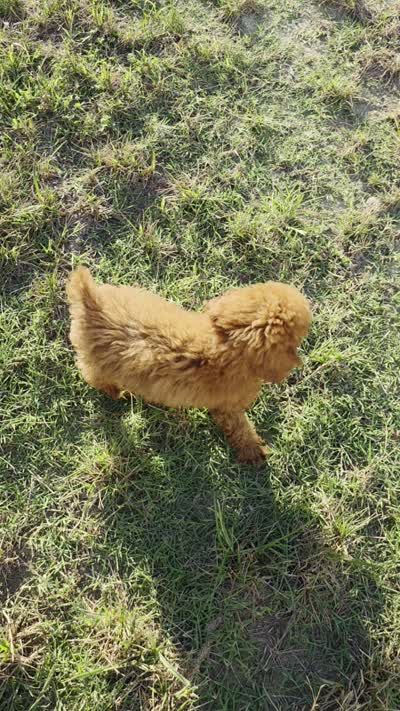Pepper, a male Poodle - Miniature  and Miniature Goldendoodle for sale in Richmond, VA – 7 of 7