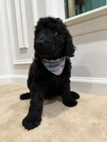 ONYX BOY, a male Goldendoodle for sale in Richmond, VA – 4 of 5
