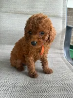 RED MICRO POODLE BOY 3, a male Poodle - Toy  and Poodle - Miniature  for sale in Richmond, VA – 2 of 3