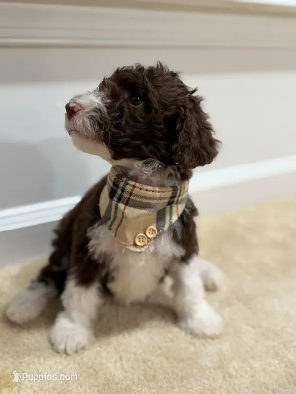 CHOCOLATE CHIP GIRL 2 – Goldendoodle puppy for sale in Richmond, VA