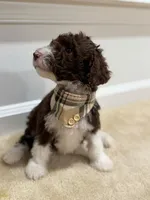 CHOCOLATE CHIP GIRL 2, a female Goldendoodle for sale in Richmond, VA – 1 of 4