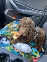 Teddy, a male Poodle - Standard  for sale in Richmond, VA – 2 of 10
