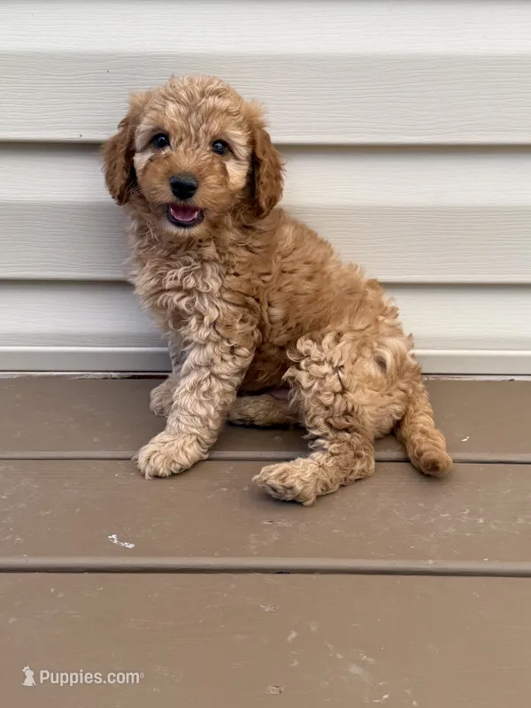 Red mini poodle  – Poodle - Toy , Poodle - Miniature  puppy for sale in Richmond, VA