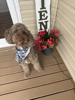 Teddy, a male Poodle - Standard  for sale in Richmond, VA – 7 of 10