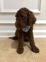 CHOCOLATE BOY, a male Goldendoodle for sale in Richmond, VA – 3 of 4