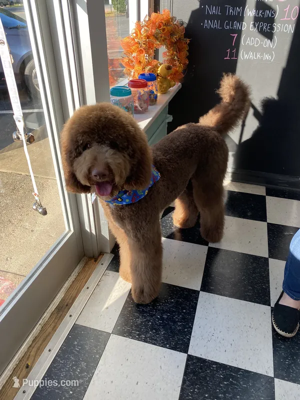Teddy – Poodle - Standard  puppy for sale in Richmond, VA