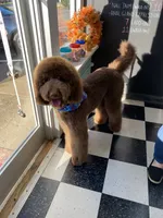 Teddy, a male Poodle - Standard  for sale in Richmond, VA – 1 of 10