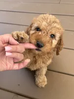 Red mini poodle , a male Poodle - Toy  and Poodle - Miniature  for sale in Richmond, VA – 7 of 10
