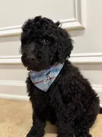 ONYX GIRL, a female Goldendoodle for sale in Richmond, VA – 3 of 5