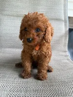 RED MICRO POODLE BOY 2, a male Poodle - Toy  and Poodle - Miniature  for sale in Richmond, VA – 3 of 3