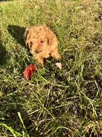 Mini red poodle , a male Poodle - Toy  and Poodle - Miniature  for sale in Richmond, VA – 6 of 8