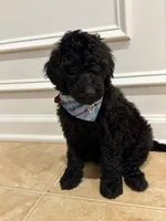 ONYX GIRL, a female Goldendoodle for sale in Richmond, VA – 4 of 5