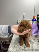 Mini red poodle , a male Poodle - Toy  and Poodle - Miniature  for sale in Richmond, VA – 4 of 8