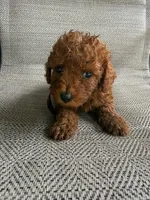 RED MICRO POODLE BOY 4, a male Poodle - Toy  and Poodle - Miniature  for sale in Richmond, VA – 4 of 5