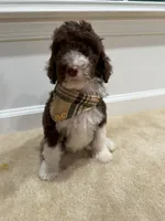 CHOCOLATE CHIP GIRL 2, a female Goldendoodle for sale in Richmond, VA – 3 of 4