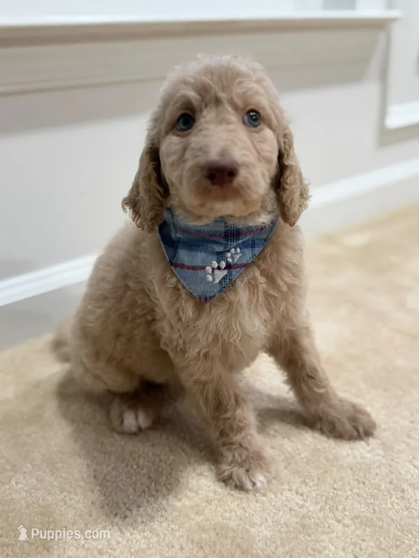 CREAM BOY – Goldendoodle puppy for sale in Richmond, VA