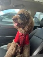 Teddy, a male Poodle - Standard  for sale in Richmond, VA – 3 of 10