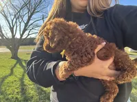 ACA REG. RED MINI POODLE, a male Poodle - Toy  and Poodle - Miniature  for sale in Richmond, VA – Photo 2 of 3