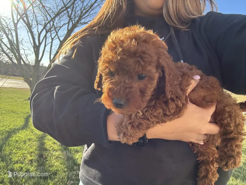ACA REG. RED MINI POODLE, a male Poodle - Toy  and Poodle - Miniature  for sale in Richmond, VA – Photo 1 of 3