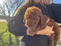ACA REG. RED MINI POODLE, a male Poodle - Toy  and Poodle - Miniature  for sale in Richmond, VA – Photo 1 of 3