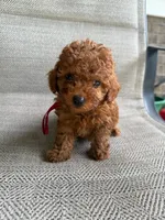 Pepper, a male Poodle - Miniature  and Miniature Goldendoodle for sale in Richmond, VA – 3 of 7
