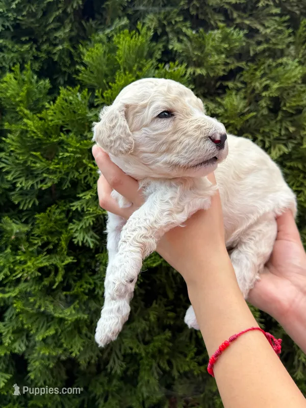 VANILLA BOY  – Goldendoodle puppy for sale in Richmond, VA