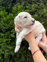 VANILLA BOY , a male Goldendoodle for sale in Richmond, VA – 1 of 1