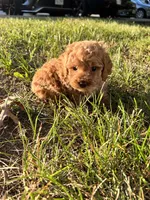 Mini red poodle , a male Poodle - Toy  and Poodle - Miniature  for sale in Richmond, VA – 8 of 8