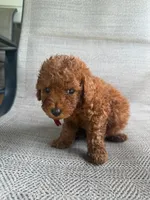 RED MICRO POODLE BOY 4, a male Poodle - Toy  and Poodle - Miniature  for sale in Richmond, VA – 5 of 5