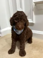 CHOCOLATE BOY, a male Goldendoodle for sale in Richmond, VA – 2 of 4
