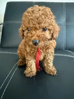 Pepper, a male Poodle - Miniature  and Miniature Goldendoodle for sale in Richmond, VA – 6 of 7