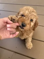 Red mini poodle , a male Poodle - Toy  and Poodle - Miniature  for sale in Richmond, VA – 6 of 10