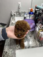 ACA REG HOT PEPPER MINI POODLE, a male Poodle - Toy  and Poodle - Miniature  for sale in Richmond, VA – Photo 5 of 8