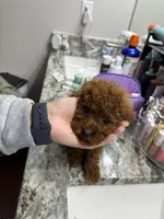 ACA REG HOT PEPPER MINI POODLE, a male Poodle - Toy  and Poodle - Miniature  for sale in Richmond, VA – Photo 3 of 8