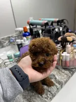 ACA REG HOT PEPPER MINI POODLE, a male Poodle - Toy  and Poodle - Miniature  for sale in Richmond, VA – Photo 6 of 8