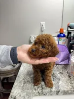 ACA REG HOT PEPPER MINI POODLE, a male Poodle - Toy  and Poodle - Miniature  for sale in Richmond, VA – Photo 2 of 8
