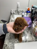 ACA REG HOT PEPPER MINI POODLE, a male Poodle - Toy  and Poodle - Miniature  for sale in Richmond, VA – Photo 8 of 8