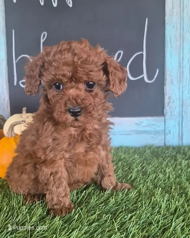 Pepper – Poodle - Miniature , Miniature Goldendoodle puppy for sale in Richmond, VA