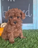 Pepper, a male Poodle - Miniature  and Miniature Goldendoodle for sale in Richmond, VA – 1 of 7