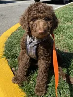 Teddy, a male Poodle - Standard  for sale in Richmond, VA – 4 of 10