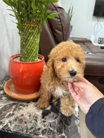 MICRO GOLDENDOODLE, a male Poodle - Miniature  and Miniature Goldendoodle for sale in Richmond, VA – Photo 2 of 7