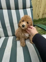 MICRO GOLDENDOODLE, a male Poodle - Miniature  and Miniature Goldendoodle for sale in Richmond, VA – Photo 7 of 7