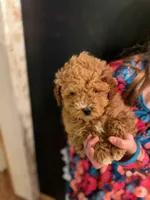 CHILE MINIATURE POODLE, a male Poodle - Miniature  for sale in Richmond, VA – Photo 2 of 2