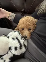MICRO GOLDENDOODLE, a male Poodle - Miniature  and Miniature Goldendoodle for sale in Richmond, VA – Photo 3 of 7