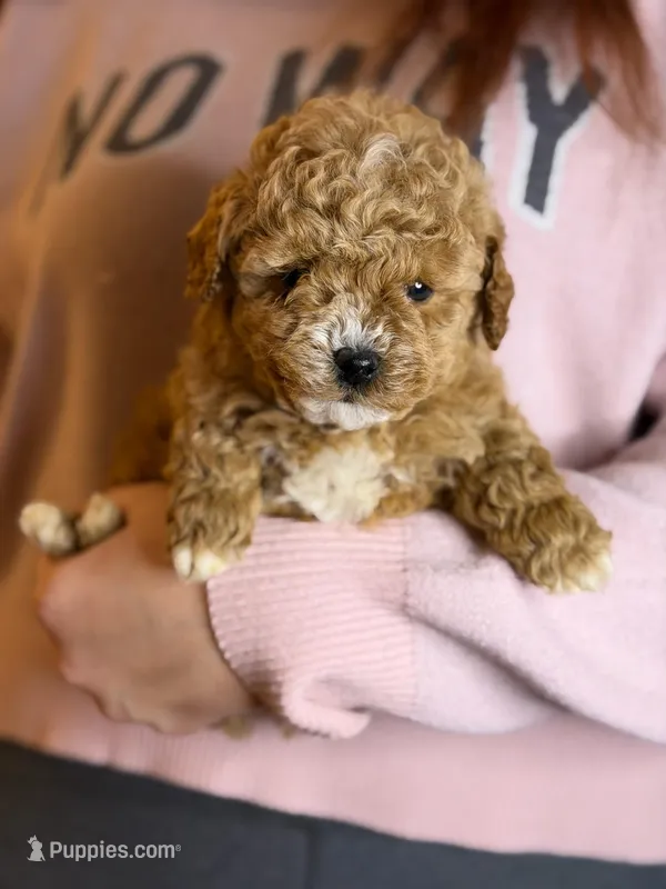 CHILE MINIATURE POODLE, a male Poodle - Miniature  for sale in Richmond, VA – Photo 1 of 2